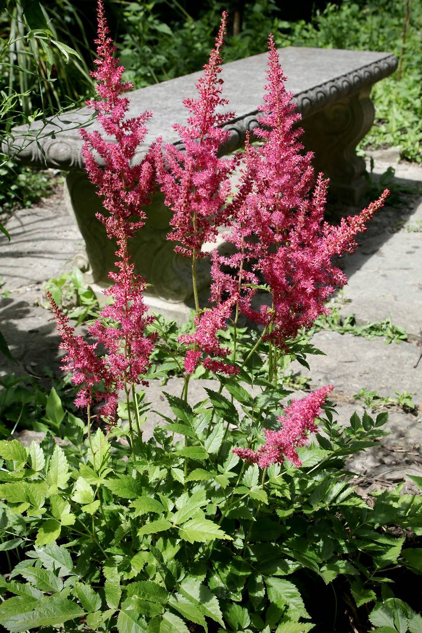Photo of Astilbe